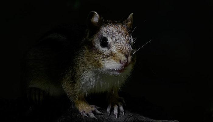 Про бурундуков на корабле